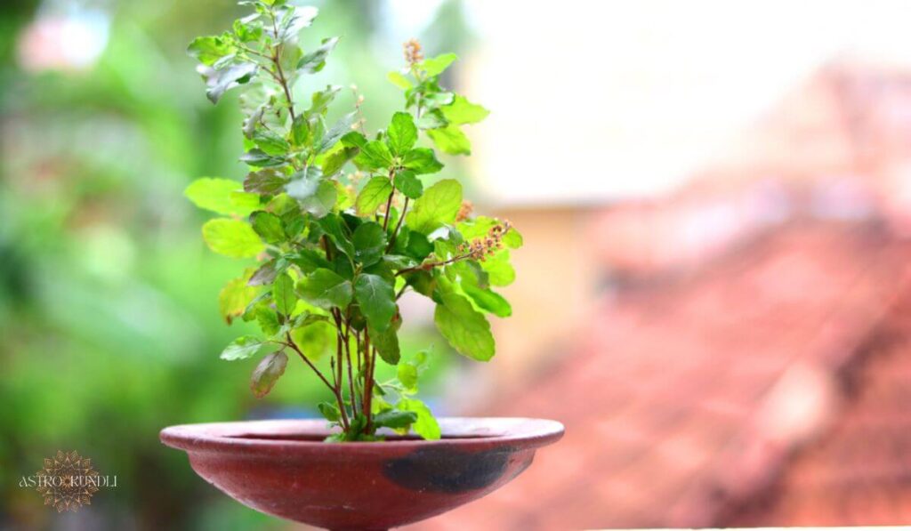 image of a tulsi plant on window tulsi mantra